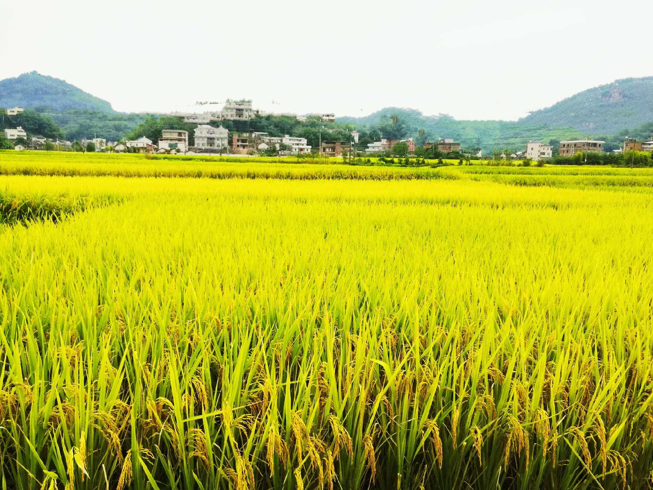 乡村美景.jpeg 乡村美景.jpeg