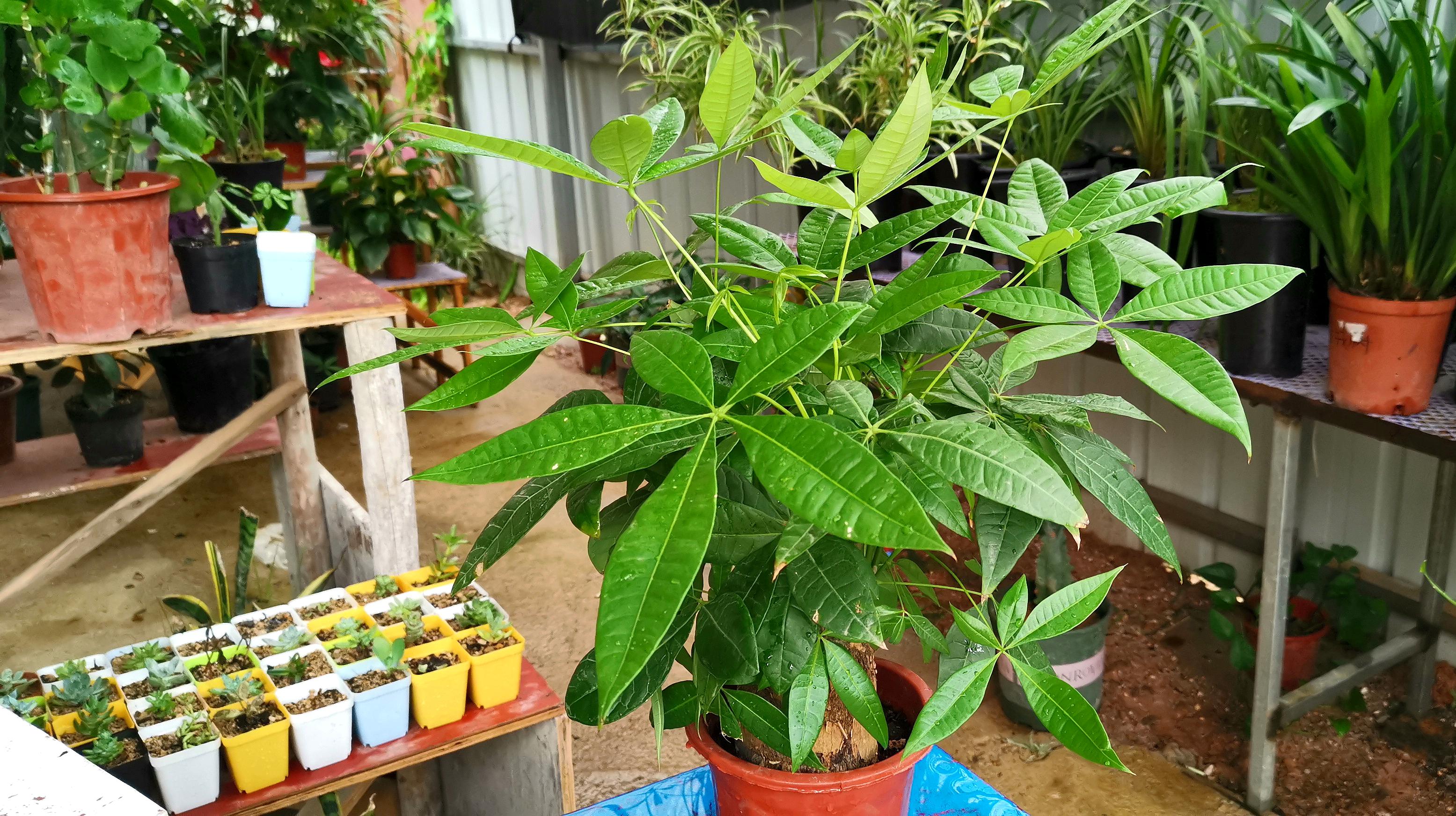 种植发财树要注意什么?.jpeg 种植发财树要注意什么?.jpeg