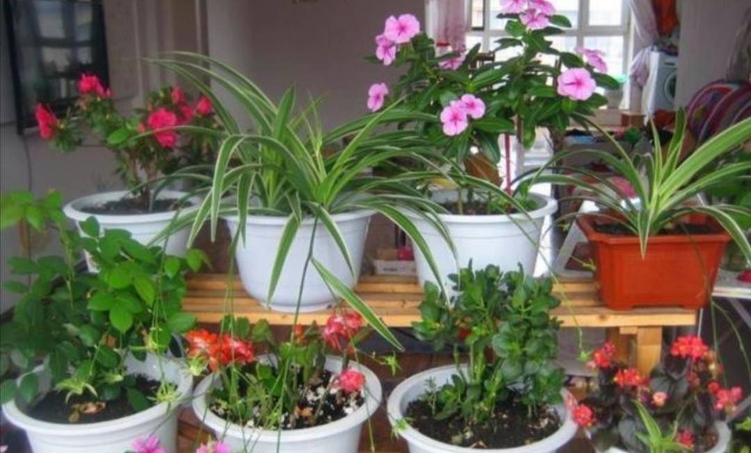 室内花草.jpeg 室内花草.jpeg