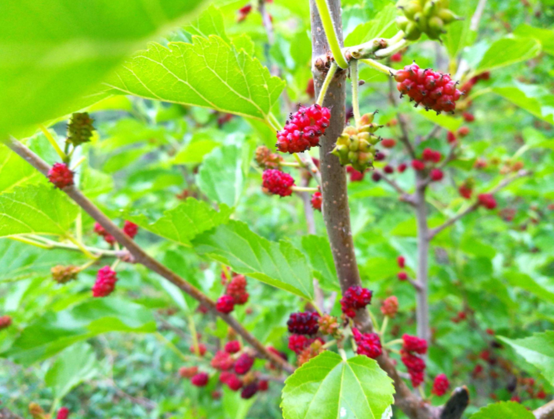 家中种植桑树要注意.png 家中种植桑树要注意.png