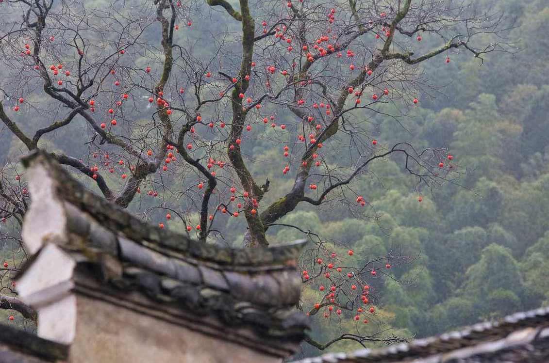 有院子不怕冷不怕热,皮实好养的树.png 有院子不怕冷不怕热,皮实好养的树.png