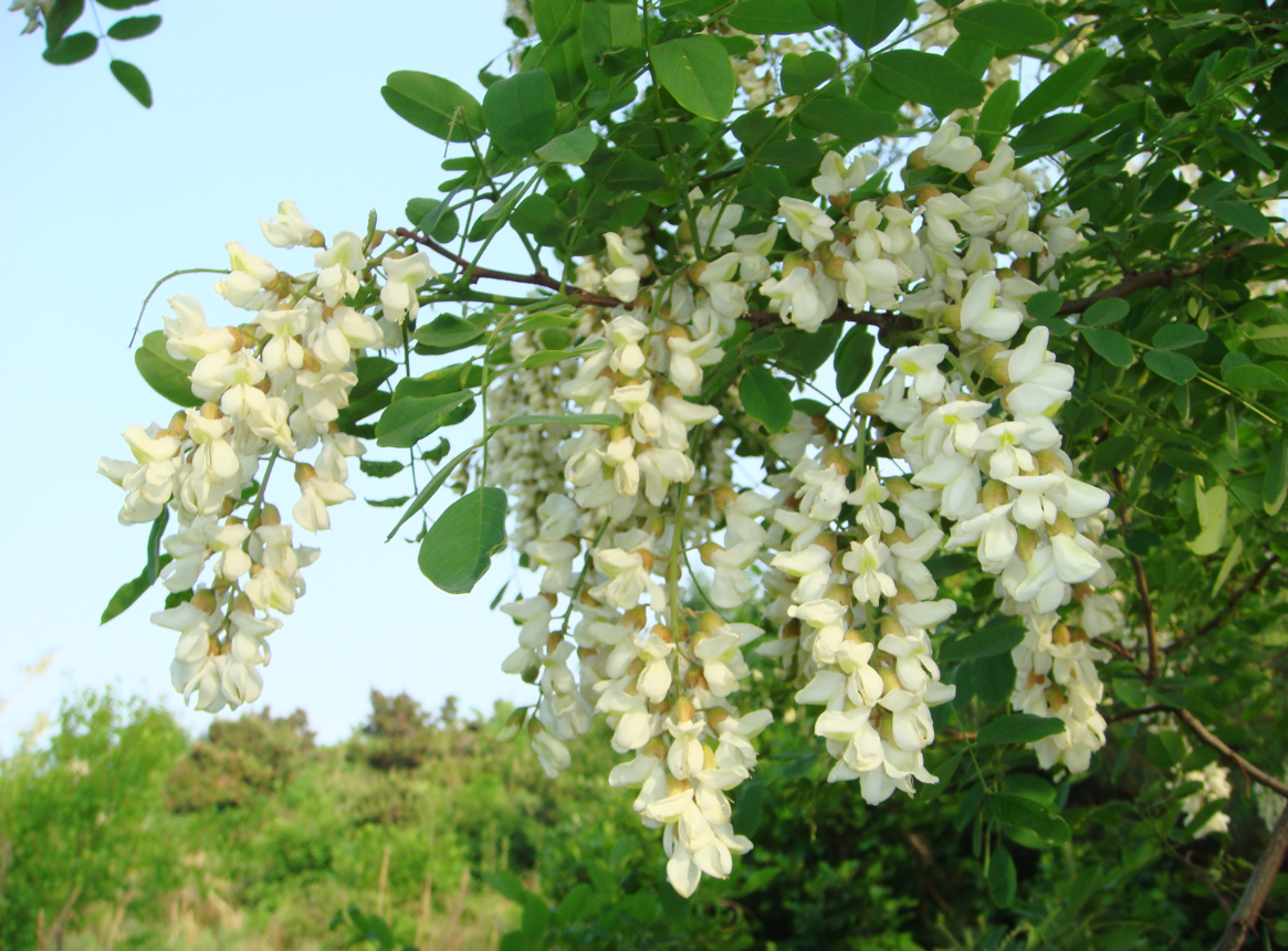 庭院花园辟邪植物吉祥物.png 庭院花园辟邪植物吉祥物.png