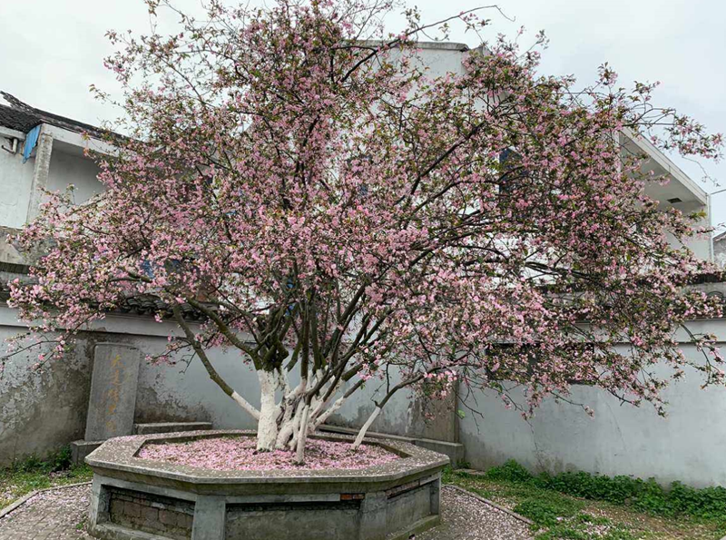 庭院花园辟邪植物吉祥物 (2).png 庭院花园辟邪植物吉祥物 (2).png