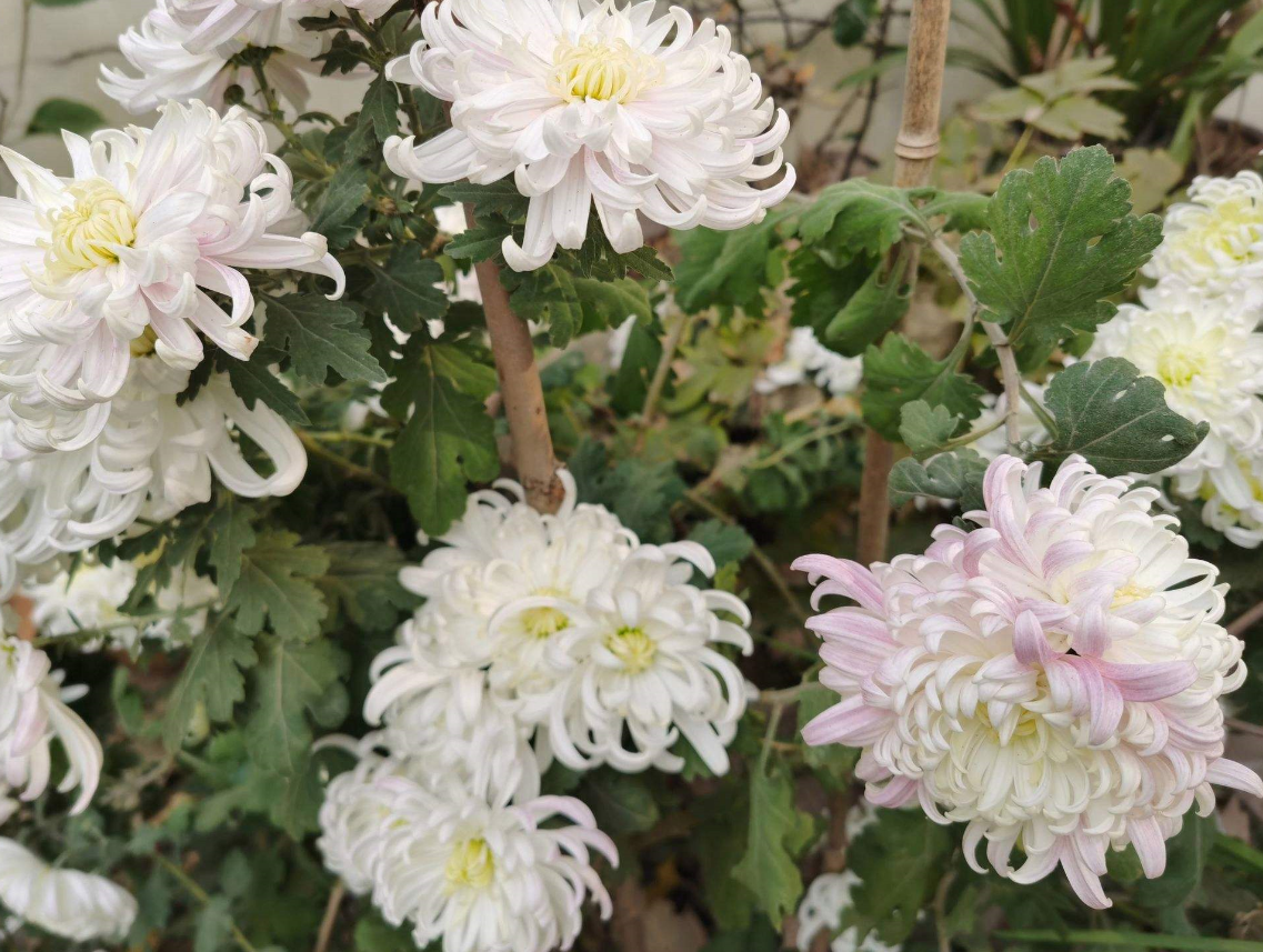 可以在家里种菊花吗 .png 可以在家里种菊花吗 .png